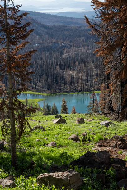 istock Damage From The Dixie Fire Surround Crumbaugh Lake In Lassen 1494014303