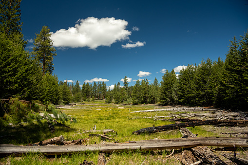 Dry Lake Bed Filled With Downed Trees In The Backcountry of Hetch Hetchy Area In Yosemite