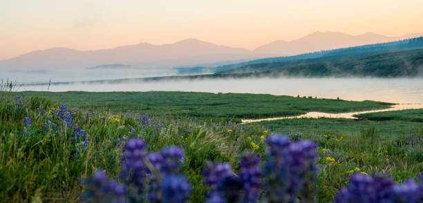 istock Fog layers Roll Along Top of Yellowstone River 1494014549