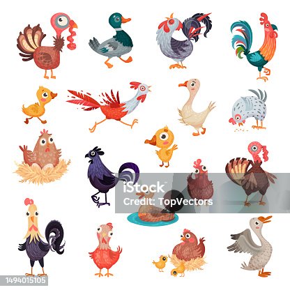 istock Poultry and Farm Birds with Hen, Turkey, Rooster, Duck and Goose Big Vector Set 1494015105