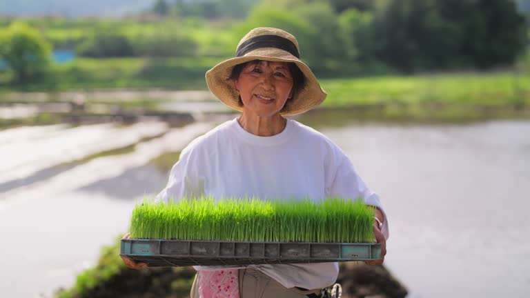 Portrait of female farmer holding rice paddy in rice planting farm