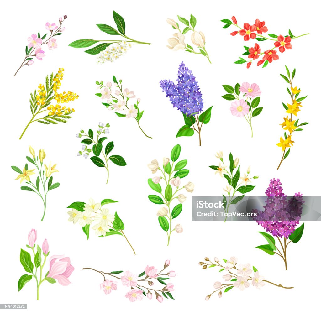 Vector Fleurons Branches De Fleurs Fleuries Avec Fleurons Tendres Big Vector Set ...