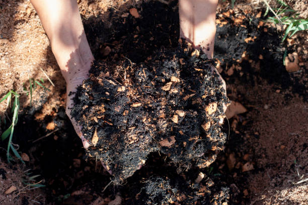 hand eines landwirts, der erde hält und kokosnussstaub mischt, um sich auf den anbau mit sonnenlicht im garten vorzubereiten. - kompost stock-fotos und bilder