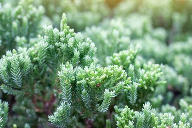 Abstract of Creeping Juniper or Juniperus procumbens (Siebold ex Endl.) Mig in the garden for background. Abstract of Creeping Juniper or Juniperus procumbens (Siebold ex Endl.) Mig in the garden for background. juniperus procumbens stock pictures, royalty-free photos & images