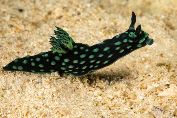 black and green beauty, limace de mer nembrotha cristata, triton bay, indonésie - nudibranch photos et images de collection