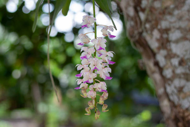 Purple and white Orchid flower or Rhynchostylis gigantea(Lindl.)Rid  bloom and hanging on tree with sunlight in the garden on blur nature background. Purple and white Orchid flower or Rhynchostylis gigantea(Lindl.)Rid  bloom and hanging on tree with sunlight in the garden on blur nature background. rhynchostylis gigantea orchid stock pictures, royalty-free photos & images