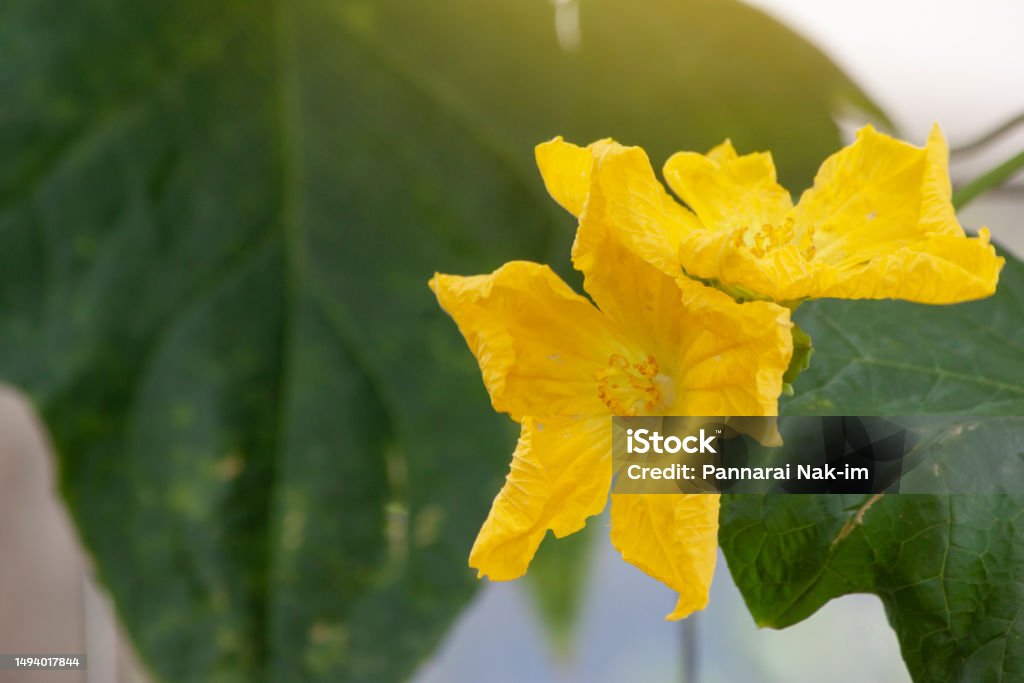 Yellow Angle luffa flower with sunlight on nature background in the garden. Agricultural Field Stock Photo