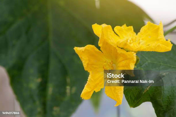 Yellow Angle Luffa Flower With Sunlight On Nature Background In The Garden Stock Photo - Download Image Now