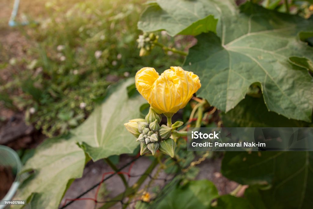 Yellow Angled loofah flower with sunlight on nature background in the garden. Agricultural Field Stock Photo