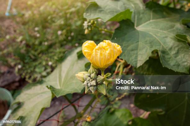 Yellow Angled Loofah Flower With Sunlight On Nature Background In The Garden Stock Photo - Download Image Now