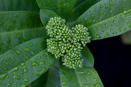 Top view of Ixora flower bud with rain drops in the garden on blur nature background.