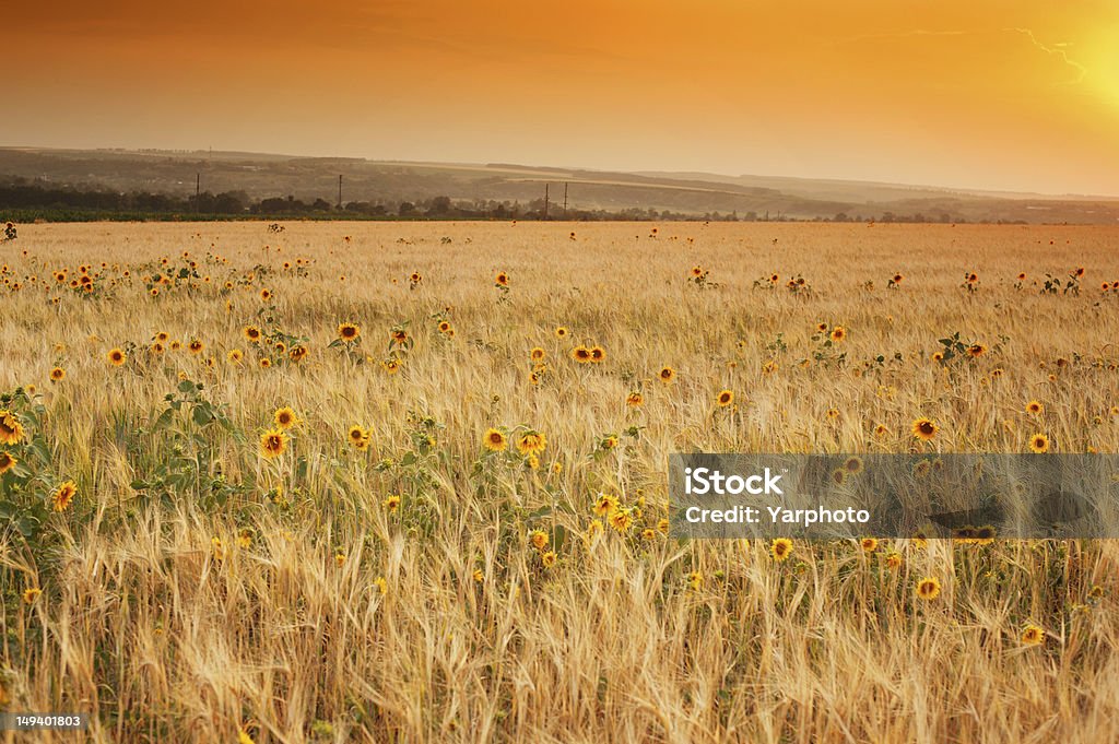 Tramonto sul campo di grano maturo - Foto stock royalty-free di Agricoltura