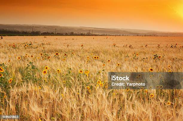 Foto de Pôr Do Sol Sobre O Campo De Trigo Maduro e mais fotos de stock de Agricultura - Agricultura, Amarelo, Beleza