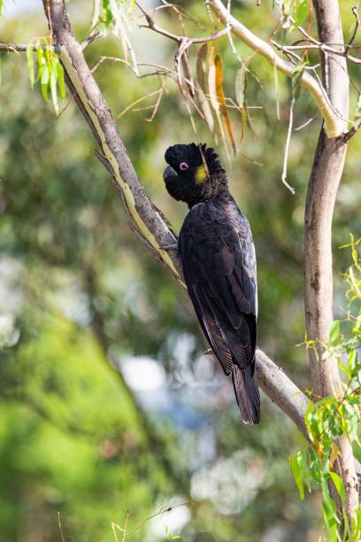 istock a close up of a black bird in a tree branch 1494019220