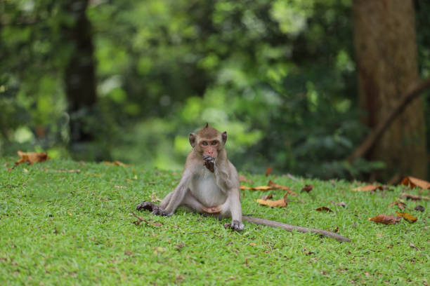 istock The baby Monkey is sitdown on grass garden in front of forest 1494019542