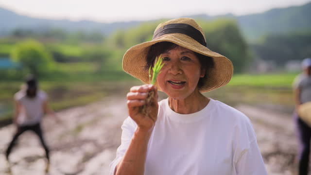 Portrait of senior female farmer holding rice paddy in rice planting farm