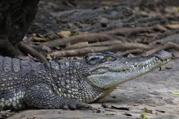 istock The thai crocodile rest on the garden 1494019634