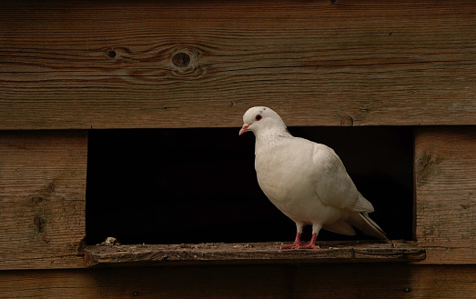 A white pigeon stands on a shelf in front of the pigeon loft
