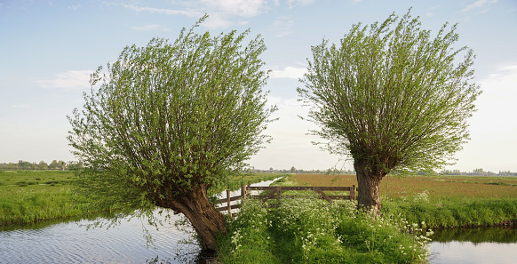 Two pollard willows in a typical Dutch landscape.