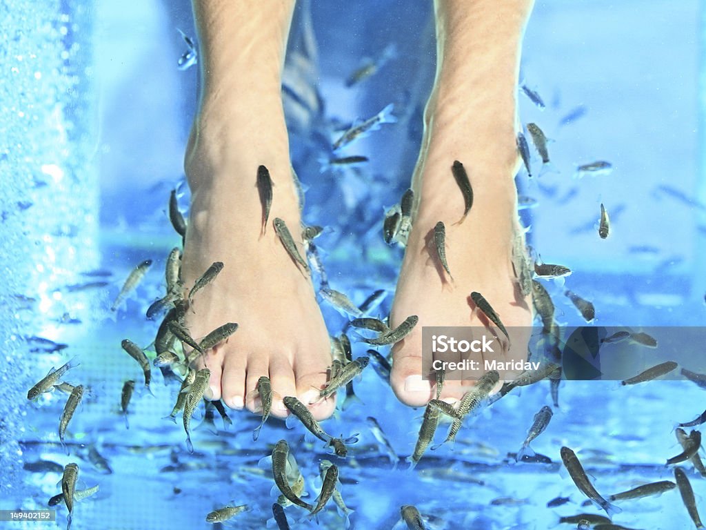 Fish Spa Fish Spa pedicure Rufa Garra treatment. Feet and fish in blue water. Woman feet. Fish Stock Photo