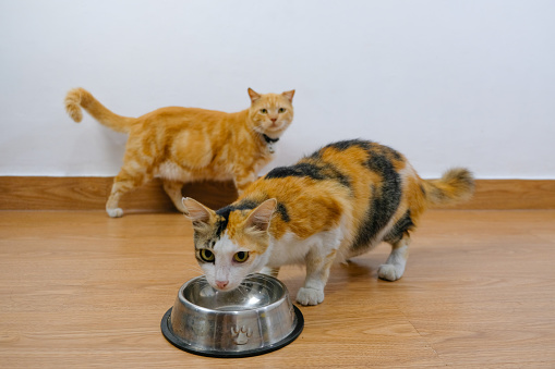 photo of a cat eating cat food in a bowl, while the other cat waiting for the food