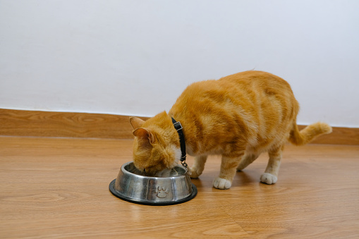 photo of a cat eating cat food in a bowl