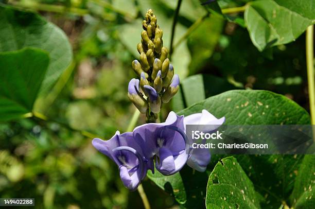 Kudzu Stock Photo - Download Image Now - Biology, Blossom, Botany