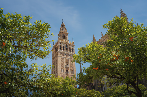 La Giralda (Seville Cathedral Tower) at Patio de los Naranjos (Orange Tree Courtyard) - Seville, Andalusia, Spain