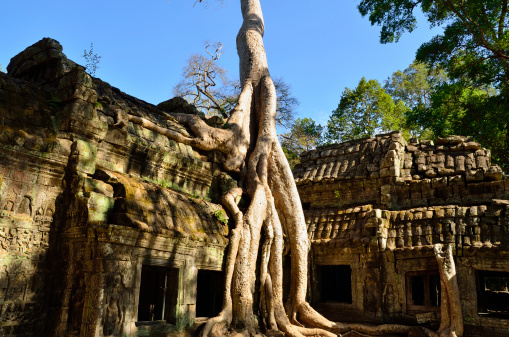 The roots of the trees cover the temple of Ta Prohm in Angkor, Cambodia