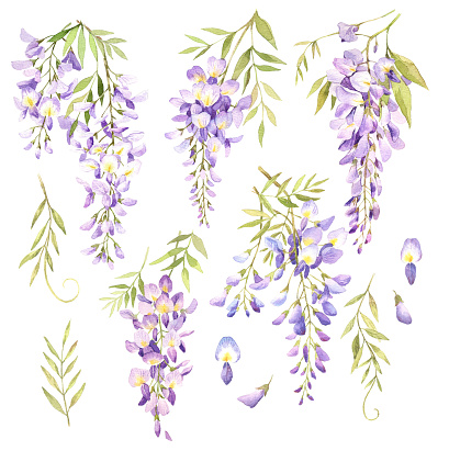 Watercolor hand drawn wisteria illustration set. Wisteria flowers and leaves isolated on white