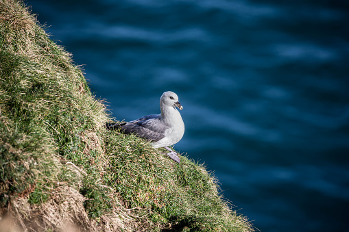 Nesting fulmar on Scottish sea cliff UK