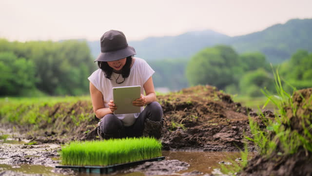 Female farmer using digital tablet in rice farming field