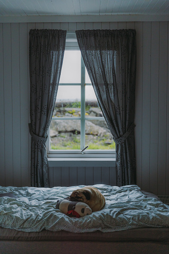 Cute dog - pug breed sleeping o the bed with background view of coastline of Norway