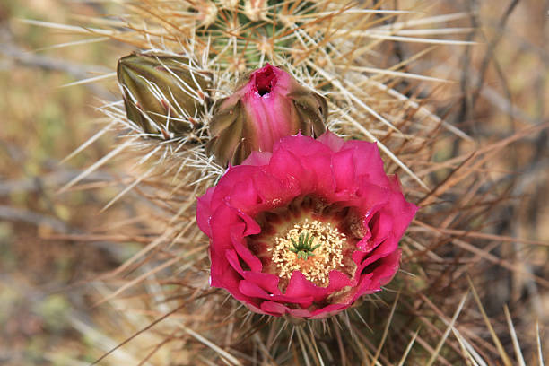 개화 고슴도치 - cactus hedgehog cactus flower desert 뉴스 사진 이미지