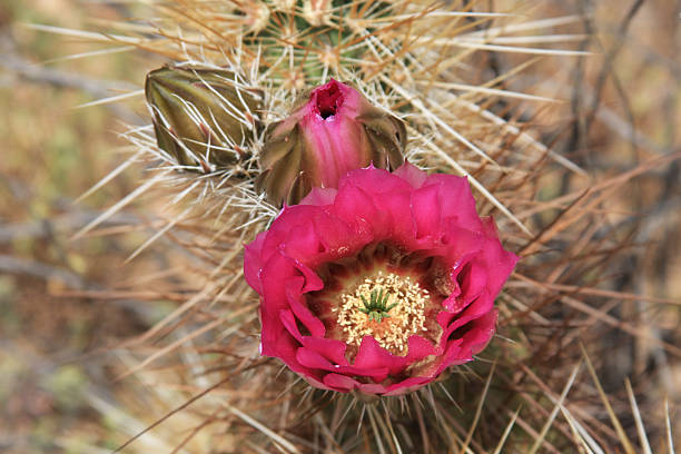 florescendo ouriço-cacheiro - desert cactus flower hedgehog cactus - fotografias e filmes do acervo