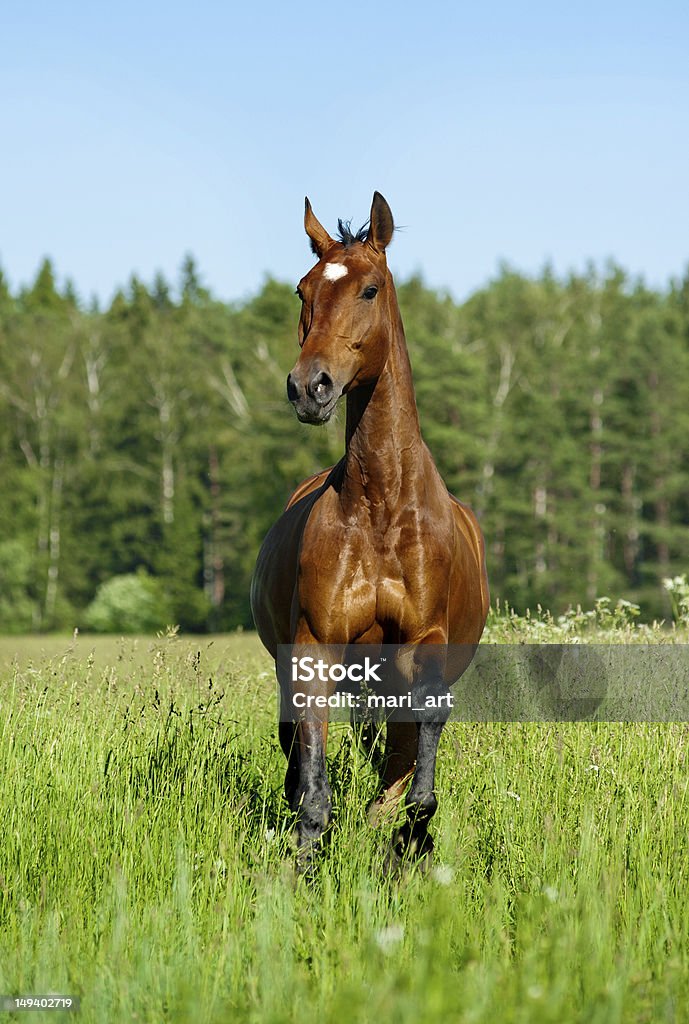 purebred horse purebred horse in a field running Activity Stock Photo