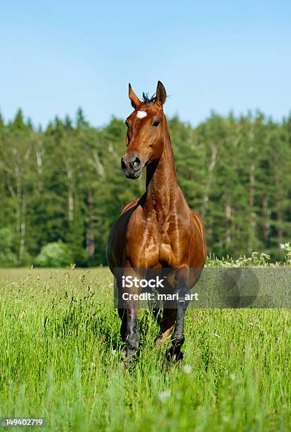 Purebred Horse Stock Photo - Download Image Now - Activity, Animal, Animals In The Wild
