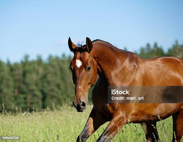 Horse On Freedom Stock Photo - Download Image Now - Stallion, Activity, Agricultural Field