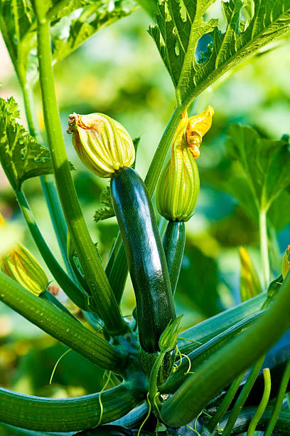 calabacín orgánicos - zucchini flower squash summer fotografías e imágenes de stock