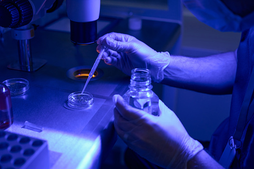 Laboratory assistant dropping fluid to petri dish with embryos, conducting genetic research, cultivating embryos invitro