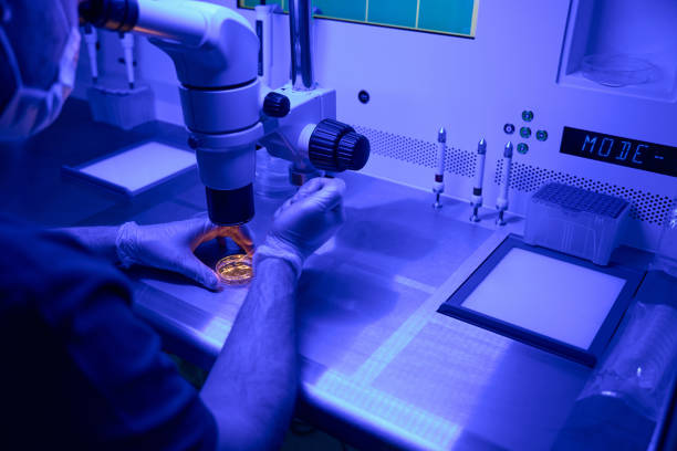 High qualified embryologist conducting preimplantation genetic diagnostics of embryos under microscope before transferring