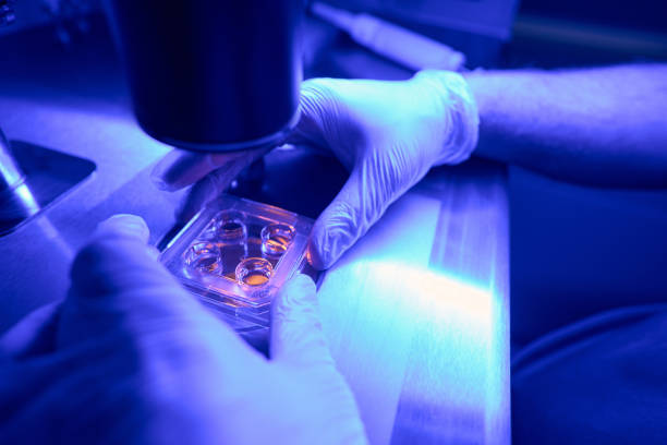 istock Medical laboratory worker directing the objective lens of microscope 1494028978