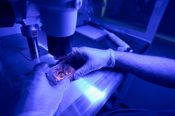 istock Laboratory worker researching human stem cells in cell culture dish 1494028980