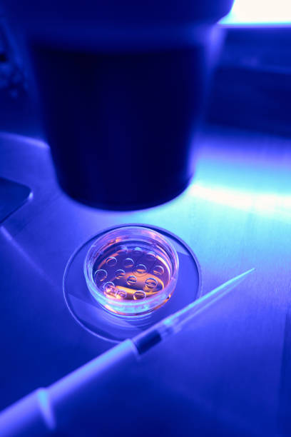 istock Laboratory worker examining under microscope stem cells in petri dish 1494028999