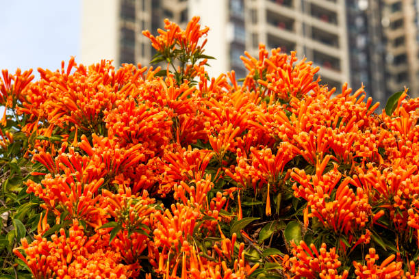 Beautiful blooming firecracker flowers in the garden