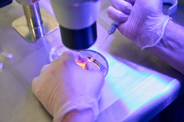 Reproductology laboratory assistant adding special drops with capillary holder stock photo