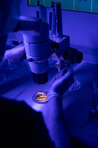 Genetic laboratory technician making intracytoplasmic sperm injection looking at microscope, working under ultra-violet light