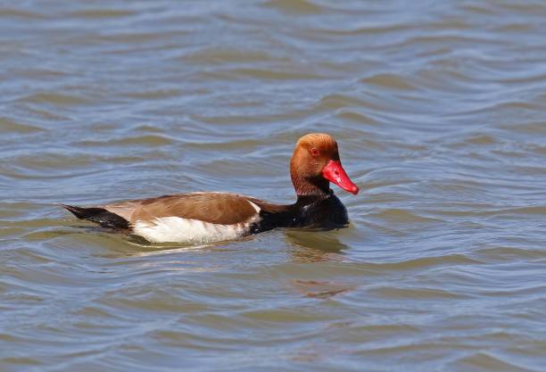 RED-CRESTED POCHARD  (Netta rufina) Red-crested Pochard (Netta rufina) adult male swimming on lake

Coto Donana, Andalucia, Spain                 May netta rufina stock pictures, royalty-free photos & images