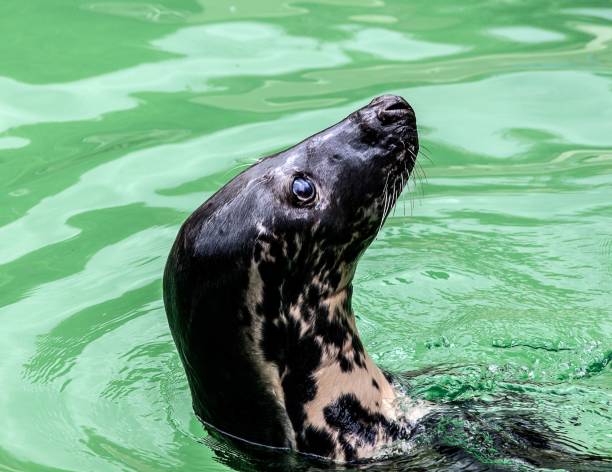 a foca na água olha para o céu e sorri - peppy - fotografias e filmes do acervo