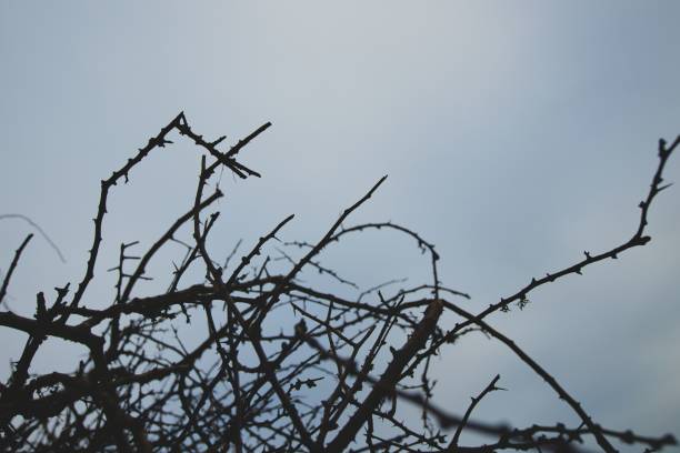 istock Shrub with barren branches against a clear sky background 1494031504
